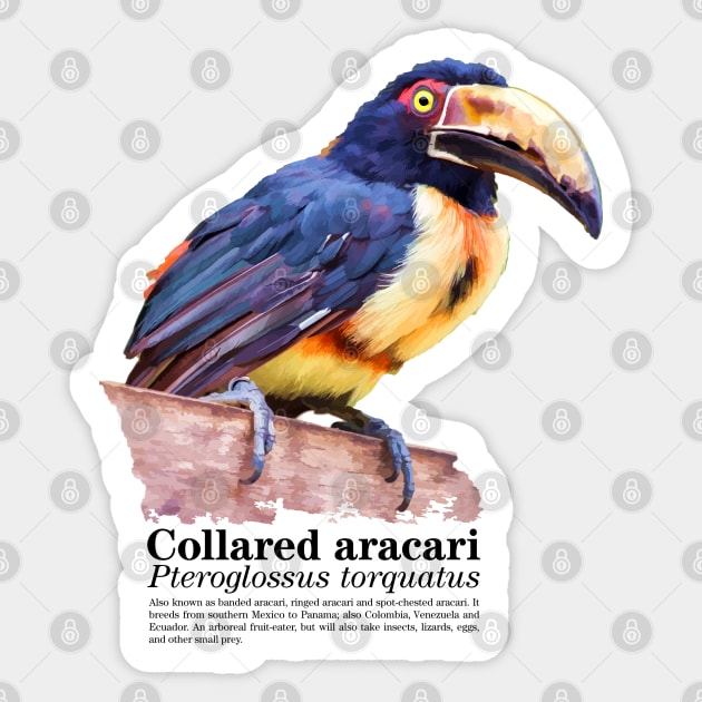 Collared Aracari tropical bird black text Sticker by Ornamentum